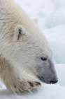 Close-up of a polar bear-Ursus maritimus-on the North polar ice pack Arctic Ocean Coastal Print